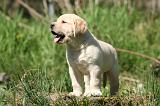 LABRADOR 1157